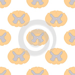 Seamless pattern of spinal cord sections and neurons