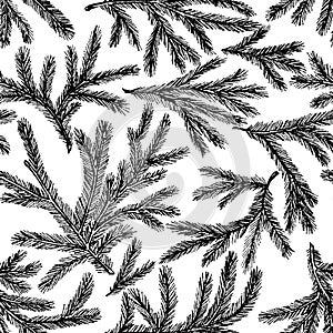 Seamless pattern of spruce branches