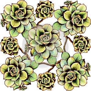 Seamless pattern. Succulent Eonium is a plant of southern latitudes. Composition on a white ackground. photo