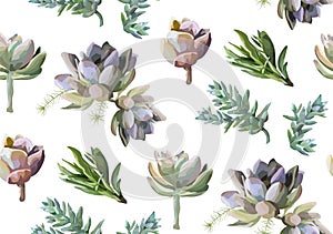 Seamless pattern: Succulent flower plant watercolor hand drawn b