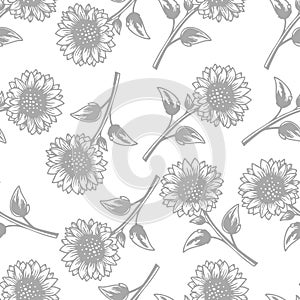 Seamless pattern sunflower plant stylized gray and white background illustration