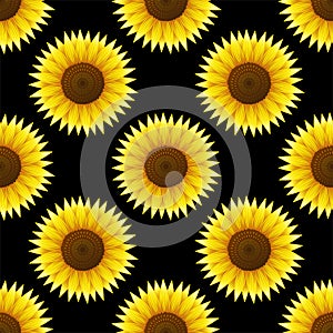 Seamless pattern with sunflowers on a black background