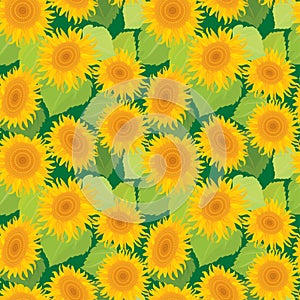 Seamless pattern with sunflowers. Summer season, nature background.