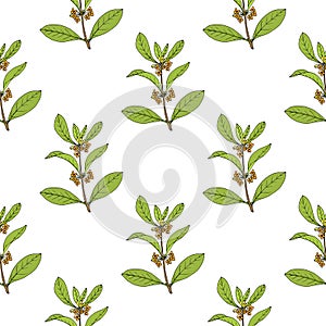 Seamless pattern with sweet osmanthus,