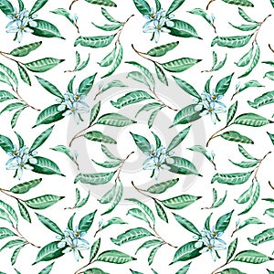 Seamless pattern of tangerine flowers and leaves on white background. Watercolor tropical background.