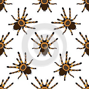 Seamless pattern with . tarantula spider Brachypelma smithi hand-drawn tarantula spider Brachypelma smithi. Vector