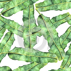 Seamless pattern thicket of palm leaf Banana photo