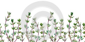 Seamless pattern of thyme. Watercolor border of spice isolated on white background.