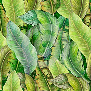 Seamless pattern of tropical plants,banana leaves,palm leaves