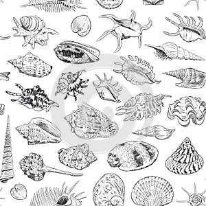 Seamless pattern Unique museum collection of sea shells rare endangered species, molluscs Gastropoda Bivalvia Venus comb murex Tri