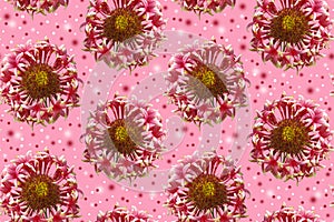 Seamless pattern with unusual red flowers on a pink background.