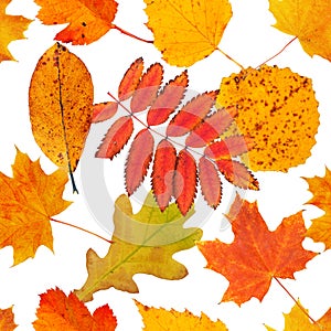 Seamless pattern with various autumn laves on white background