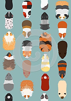 Seamless pattern of various guinea pig