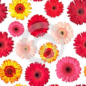 Seamless Pattern from Vibrant Gerbera Flowers