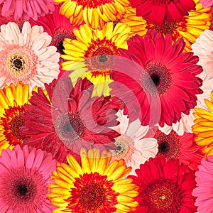 Seamless Pattern from Vibrant Gerbera Flowers