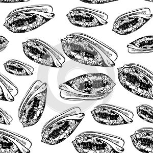 Seamless pattern Volutidae, common name volutes, are a taxonomic family of predatory sea snails Unique shells, molluscs. Sketch