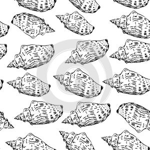 Seamless pattern Volutidae, common name volutes, are a taxonomic family of predatory sea snails Unique shells, molluscs. Sketch