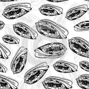 Seamless pattern Volutidae, common name volutes, are a taxonomic family of predatory sea snails Unique shells, molluscs. Sketch