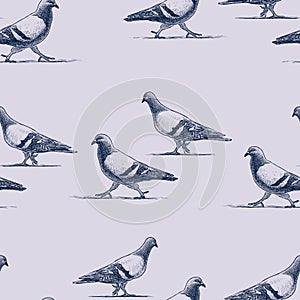 Seamless pattern of walking grey pigeons sketches