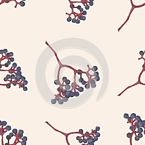 Seamless pattern of watercolor drawings of chokeberry twigs with ripe berries