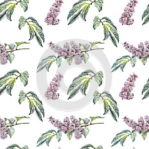 Seamless pattern watercolor lilac isolated on white background. Spring hand-drawn purple flower green leaves for wedding