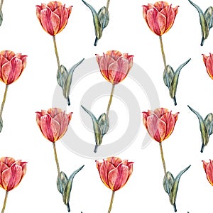 Seamless pattern watercolor orange tulip with green leaves isolated on white background. Hand-drawn spring flower for