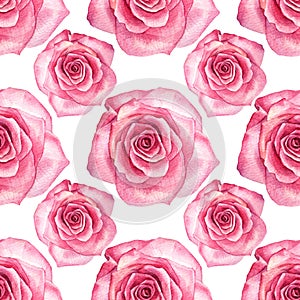 Seamless pattern watercolor pink rose isolated on white. Hand drawn botanical flower for Valentine's day or 8 March