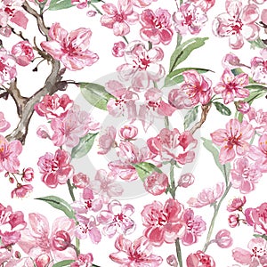 Seamless pattern of watercolor pink sakura flowers or cherry blosssom, on white background. Spring hand painted pink floral print