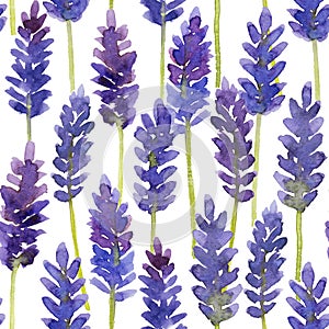 Seamless pattern with watercolor purple lavender flowers on white background