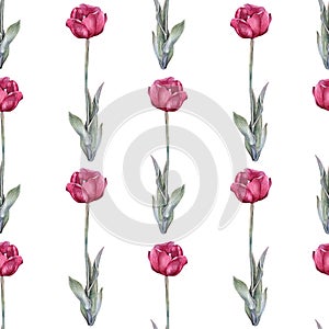 Seamless pattern watercolor red tulip with green leaves isolated on white background. Hand-drawn spring flower for