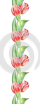 Seamless pattern with watercolor red tulips
