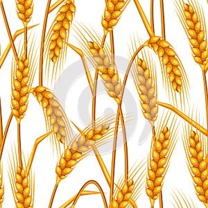 Seamless pattern with wheat. Agricultural image natural golden ears of barley or rye.