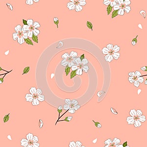 Seamless pattern with white cherry flowers on a pink background. Vector graphics