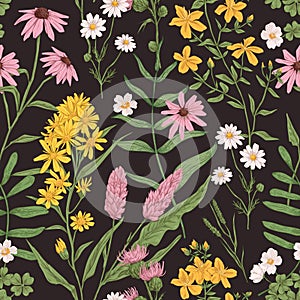 Seamless pattern with wild herbs. Vintage herbal background with meadow and field flower plants. Endless floral texture