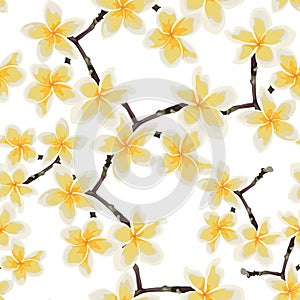 Seamless pattern with yellow flowers. Floral dÃ©cor of plumeria branch.