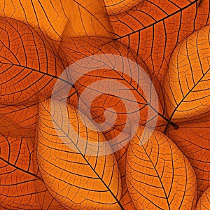 seamless patterns with leaf