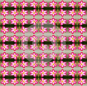 Seamless picture for texture and background