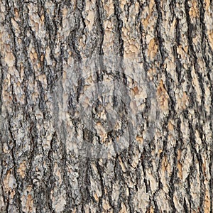 Seamless Pine tree bark texture with beautiful pattern