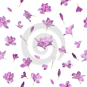 Seamless Pink Blooming Flowers