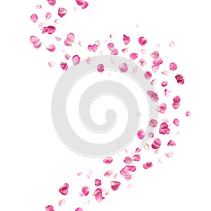 Seamless Pink Rose Petals Pattern photo