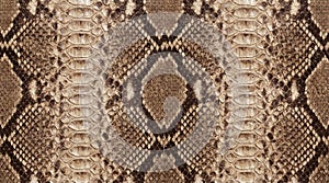 Seamless Python Snake Skin Pattern in Brown Tones