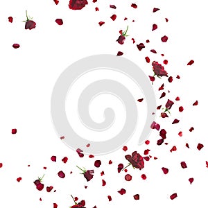 Seamless Red Roses Breeze on White