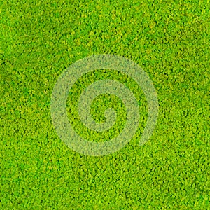 Seamless repeatable green moss pattern background