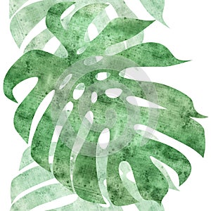 Seamless repeatable monstera leaf border