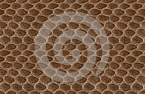 Seamless Reptile Leather Texture