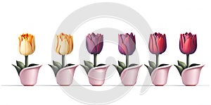 Seamless Row Of Colorful Tulips, Flowerbed. Set Of Isolated Spring Flowers