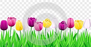 Seamless Row Of Vector Colorful Tulips With Leaves. Set Of Isolated Spring Flowers. Collection Of Beautiful Multi-Color Tulip Buds