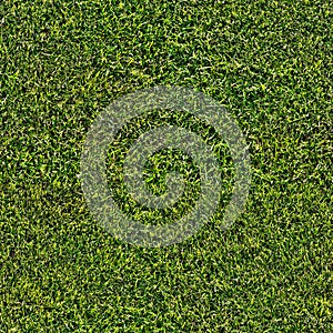 Seamless short grass field texture