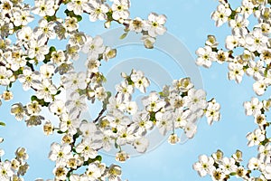 Seamless spring background with cherry blossoms. Delicate white flowers on a blue background