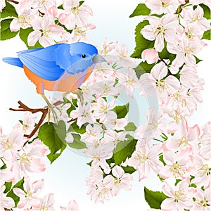 Seamless textura background bluebird thrush small bird on an apple tree branch with flowers spring background vintage vector